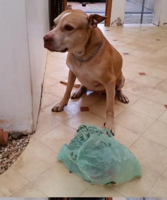 Cachorro e saco plastico: uma pessima combinacao